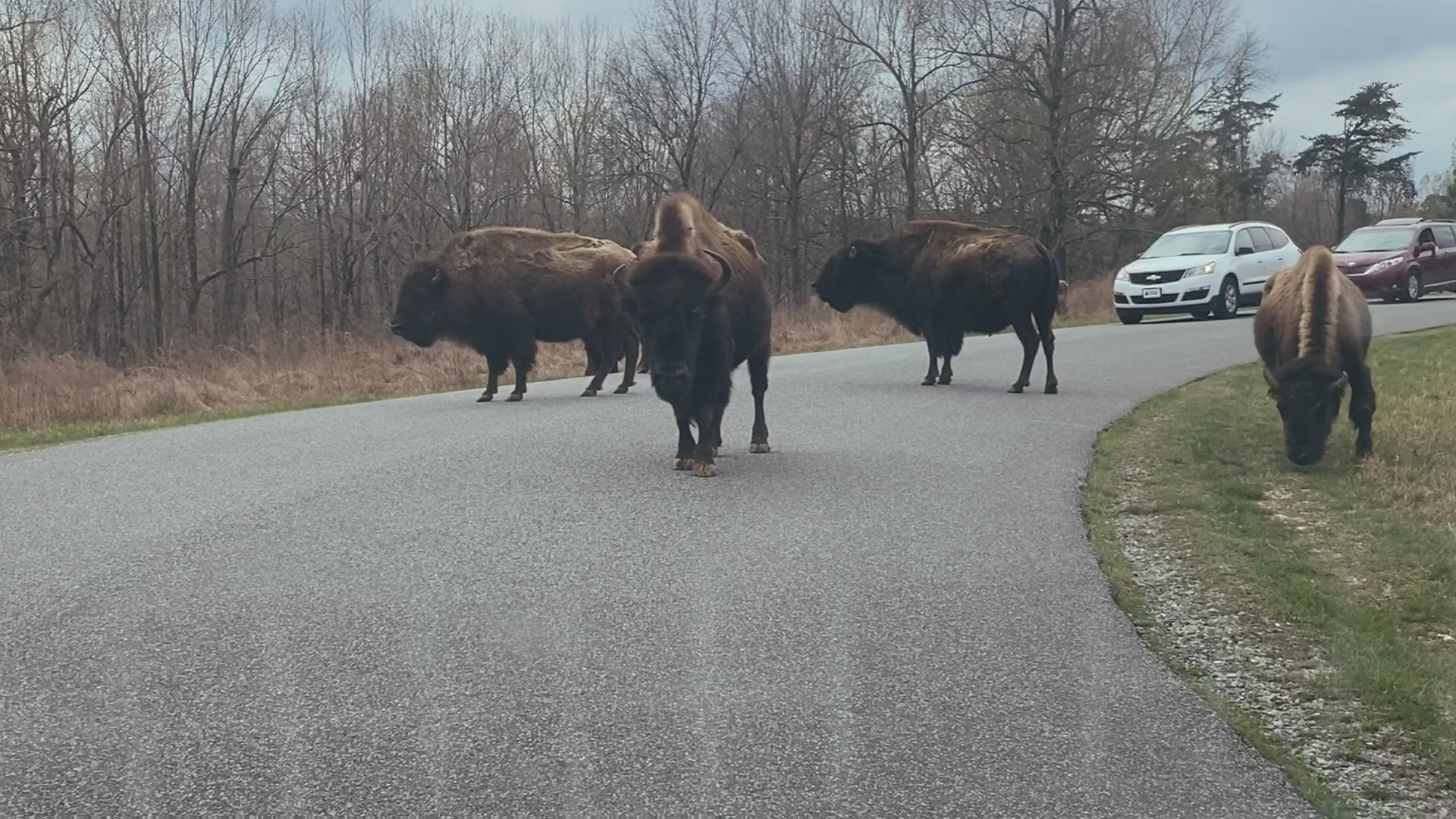 bison